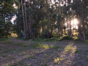 Eucalyptus tree bikes