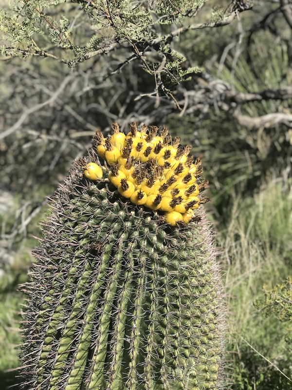 Desert Cap